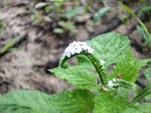 Indian Heliotrope