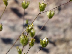 Cordylanthus rigidus rigidus