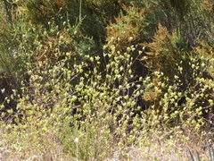 Cordylanthus rigidus rigidus