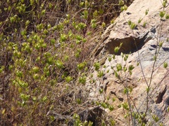 Cordylanthus rigidus rigidus