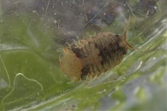 Gnorimosphaeroma oregonense