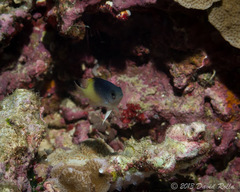 Chrysiptera rollandi