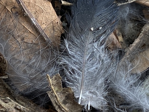 iNaturalist observation photo of Perching Birds