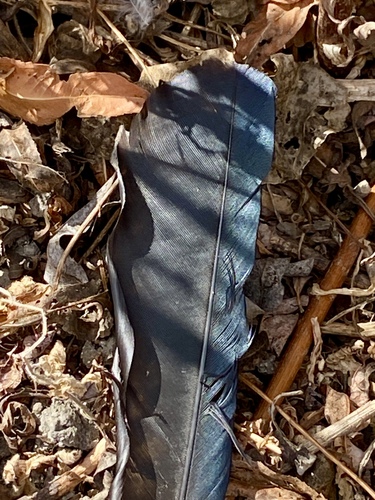 iNaturalist observation photo of Crows and Ravens