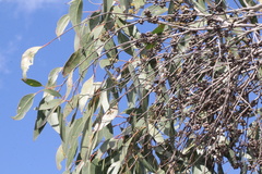 Eucalyptus conglomerata