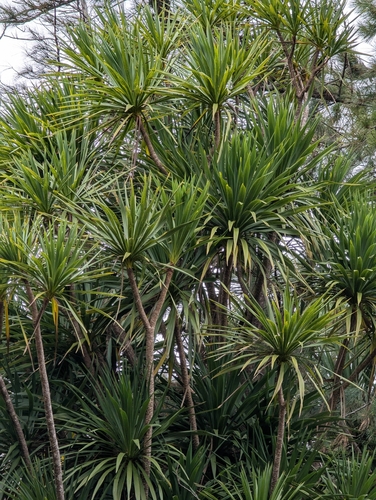 Cordyline australis observed 2024-12-12