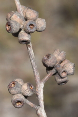 Eucalyptus conglomerata