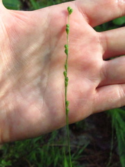 Dichanthelium xanthophysum