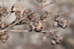 Eucalyptus conglomerata