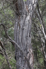Eucalyptus conglomerata