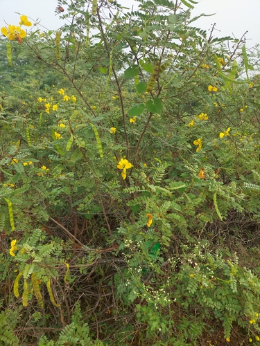 Image of Matara-tea by (c) Raja Sekhar Chimirala, some rights reserved (CC BY)