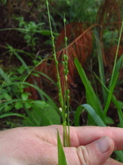 Dichanthelium xanthophysum