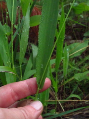 Dichanthelium xanthophysum