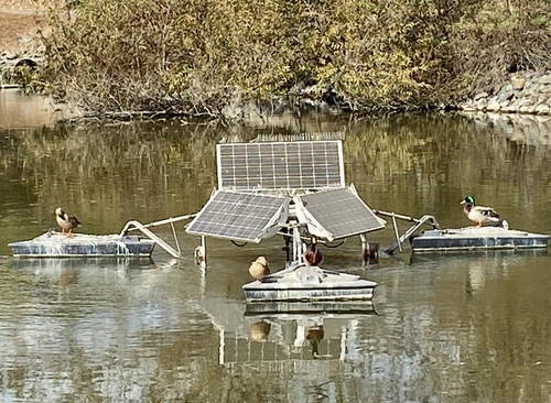iNaturalist observation photo of Mallard