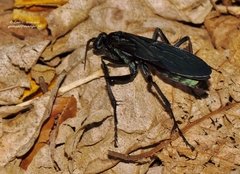 Batozonellus fuliginosus