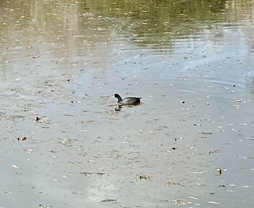 iNaturalist observation photo of American Coot