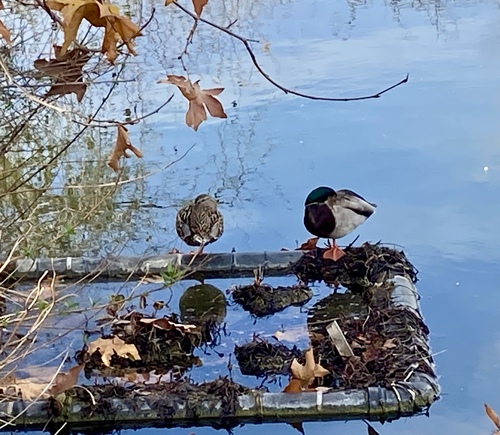 iNaturalist observation photo of Mallard