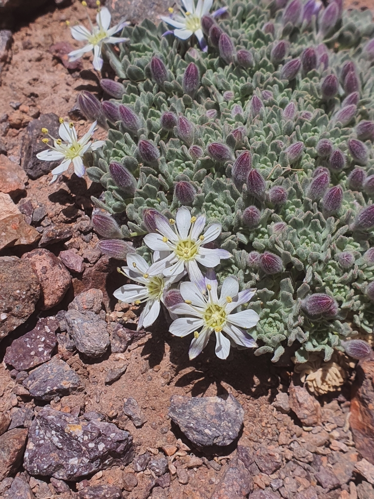 Malesherbia lactea