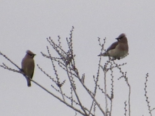 Cedar Waxwing photographed in Oklahoma