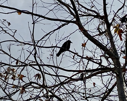 iNaturalist observation photo of American Crow