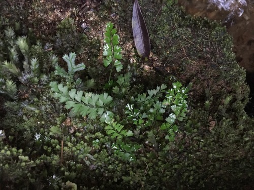 Lindsaea cambodgensis iNat (1)