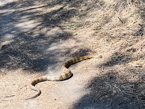Tiger Snake sighting