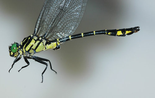 Stylurus annulatus