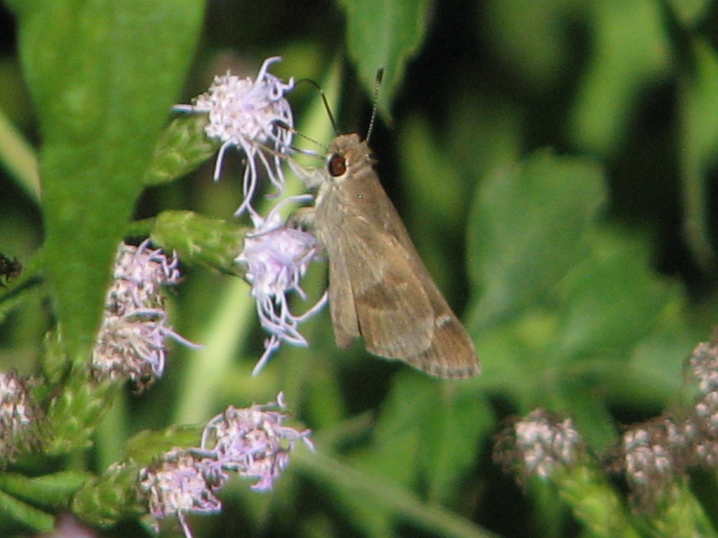 Violet-clouded Skipper