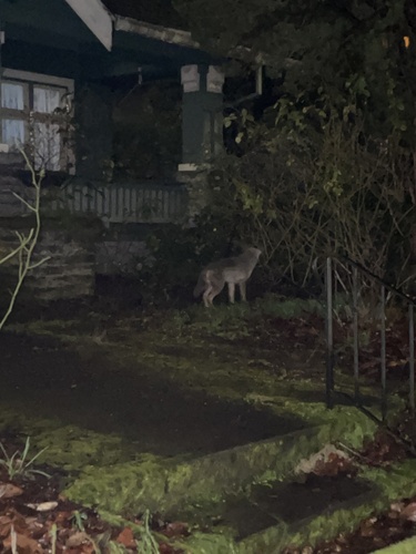 Coyote photographed in Oregon
