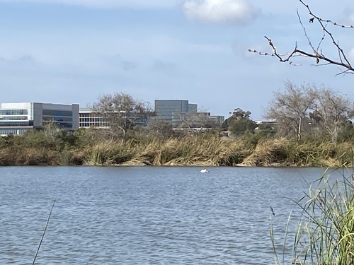 iNaturalist observation photo of American White Pelican