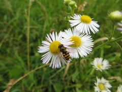 Eupeodes latifasciatus