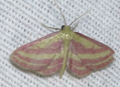 Leptostales laevitaria