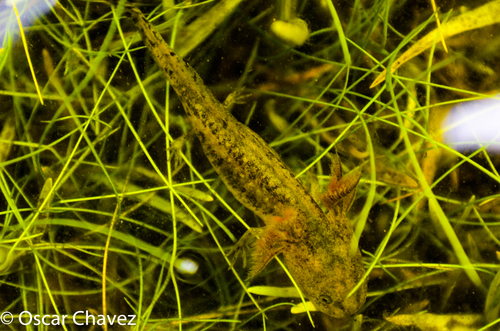 Granular Salamander