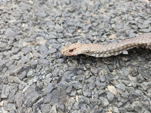 Eastern Brown Snake sighting