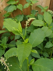 Phytolacca americana