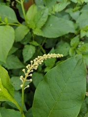 Phytolacca americana