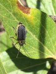 Trirhabda flavolimbata