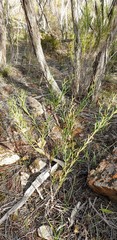Acacia continua