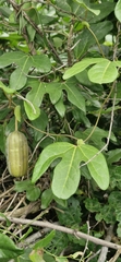 Aristolochia trilobata, photograph Eduardo Luis Beltrocco, CC BY, iNaturalist via GBIF