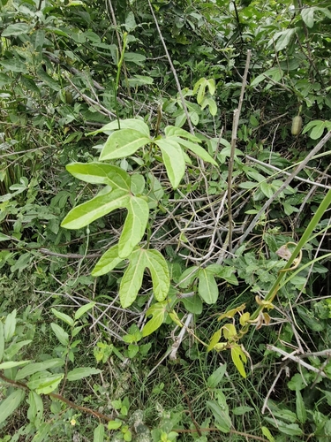 Aristolochia trilobata, photograph 4