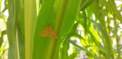 Eubaphe