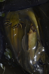 Ambystoma granulosum
