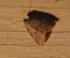 Hyperstrotia pervertens