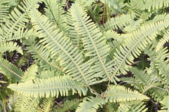 Dicranopteris linearis