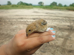 Passerina cyanea