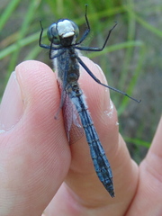 Leucorrhinia frigida