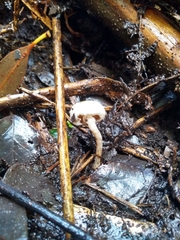 Tympanella galanthina