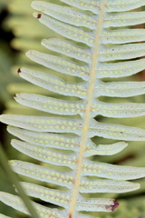 Dicranopteris linearis