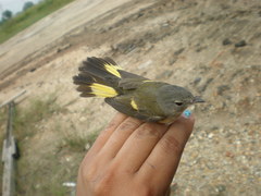 Setophaga ruticilla