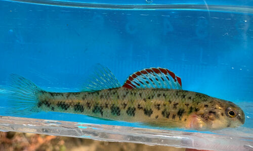 Emerald Darter